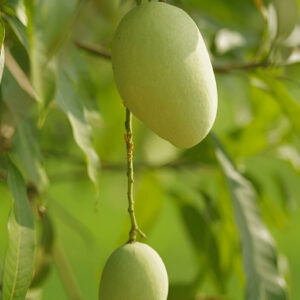 Premium Chaunsa Mangoes