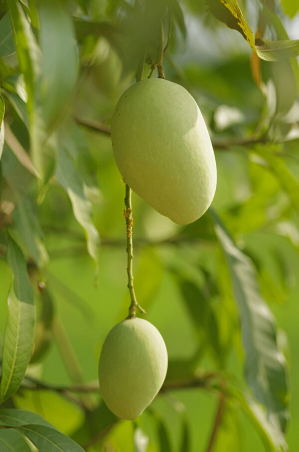 Premium Chaunsa Mangoes - Image 2