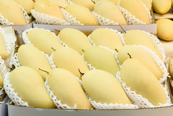Premium Chaunsa Mangoes - Image 3